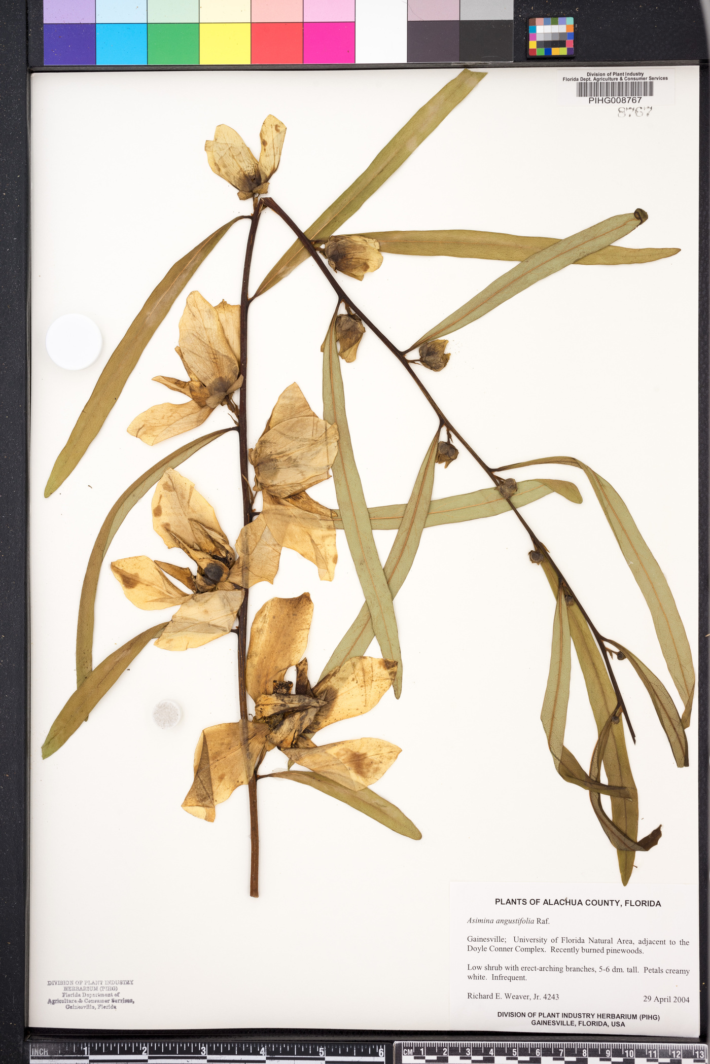 Asimina angustifolia image