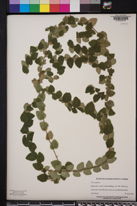 Ficus pumila image