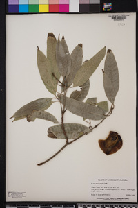 Image of Bouea macrophylla
