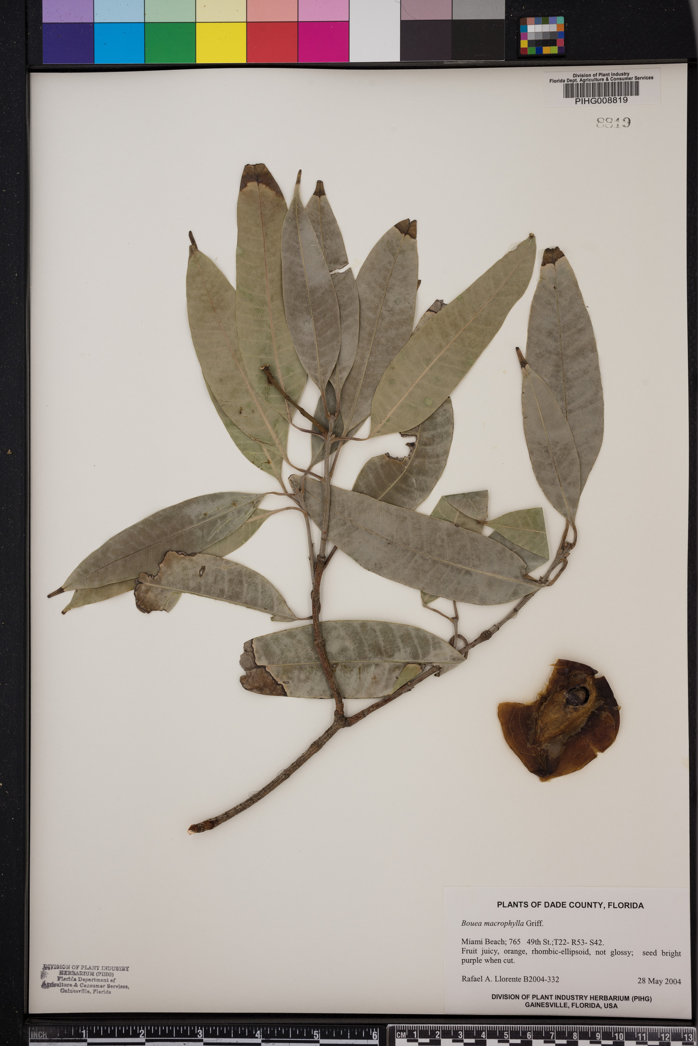Bouea macrophylla image