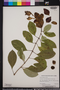 Gmelina philippensis image