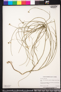Heliophila elongata image