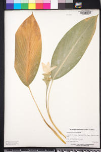 Curcuma alismatifolia image