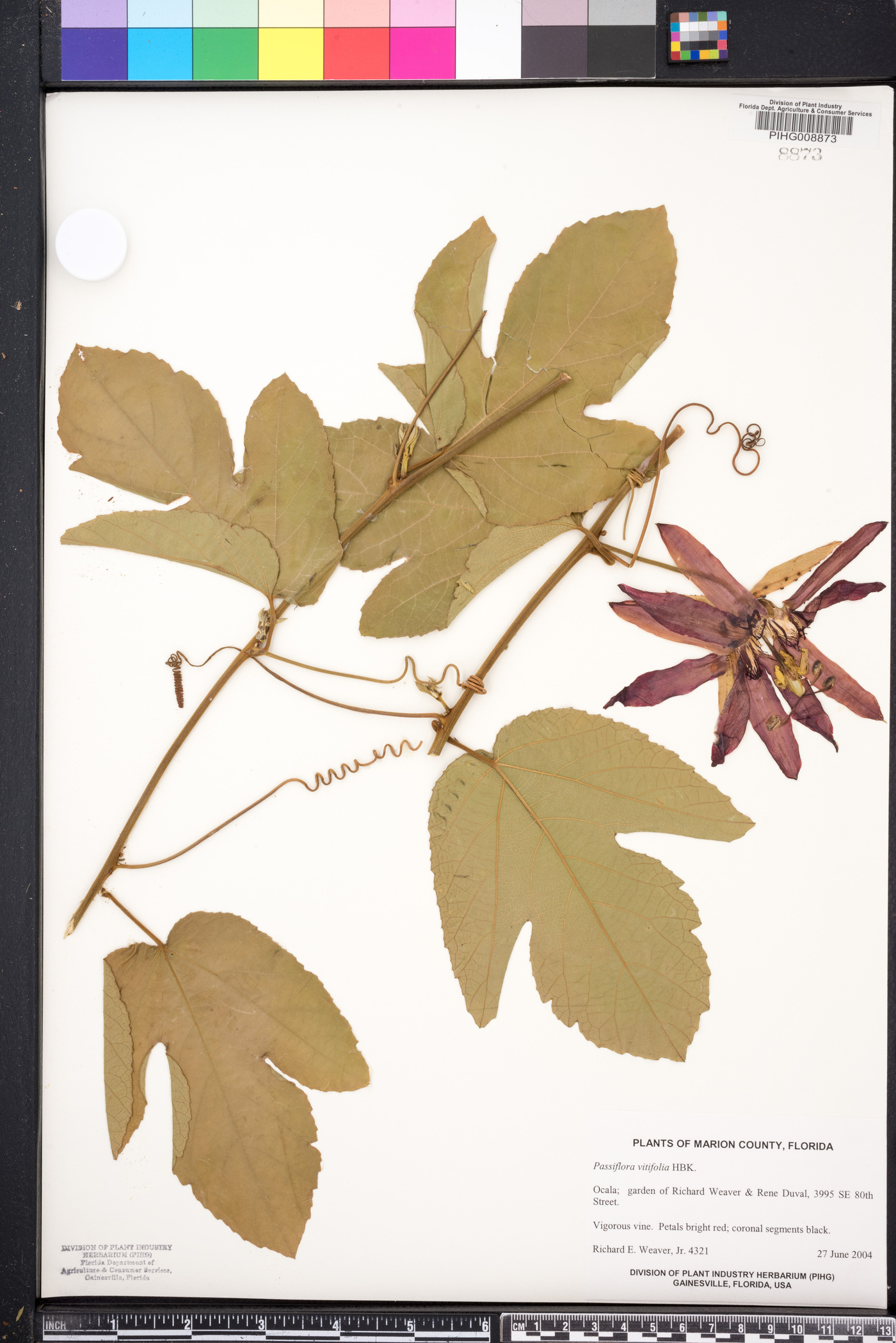Passiflora vitifolia image