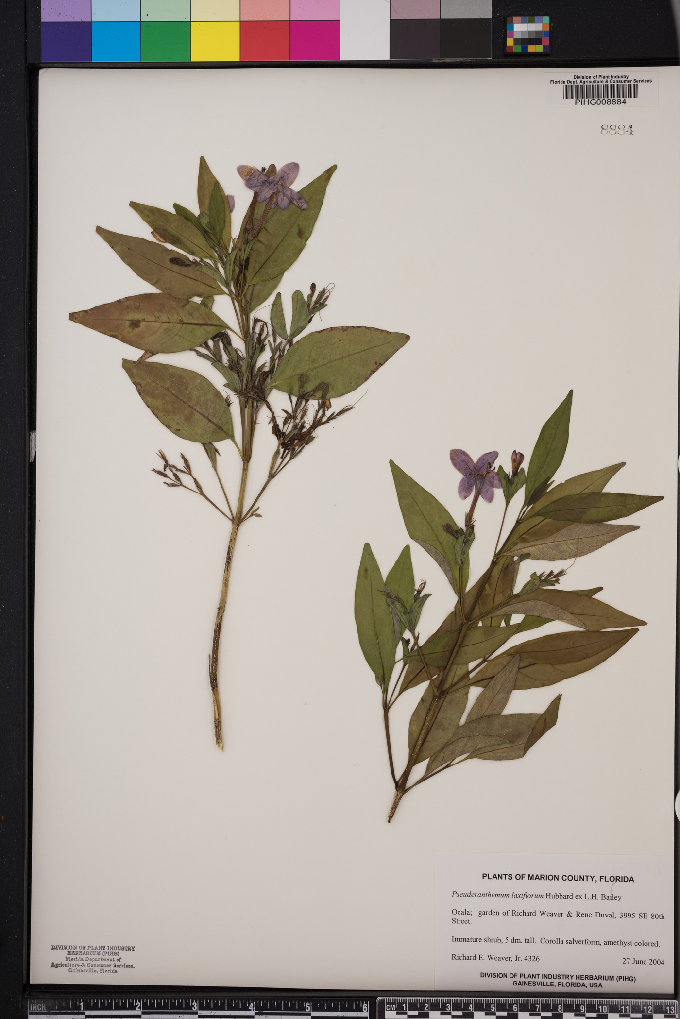 Pseuderanthemum laxiflorum image