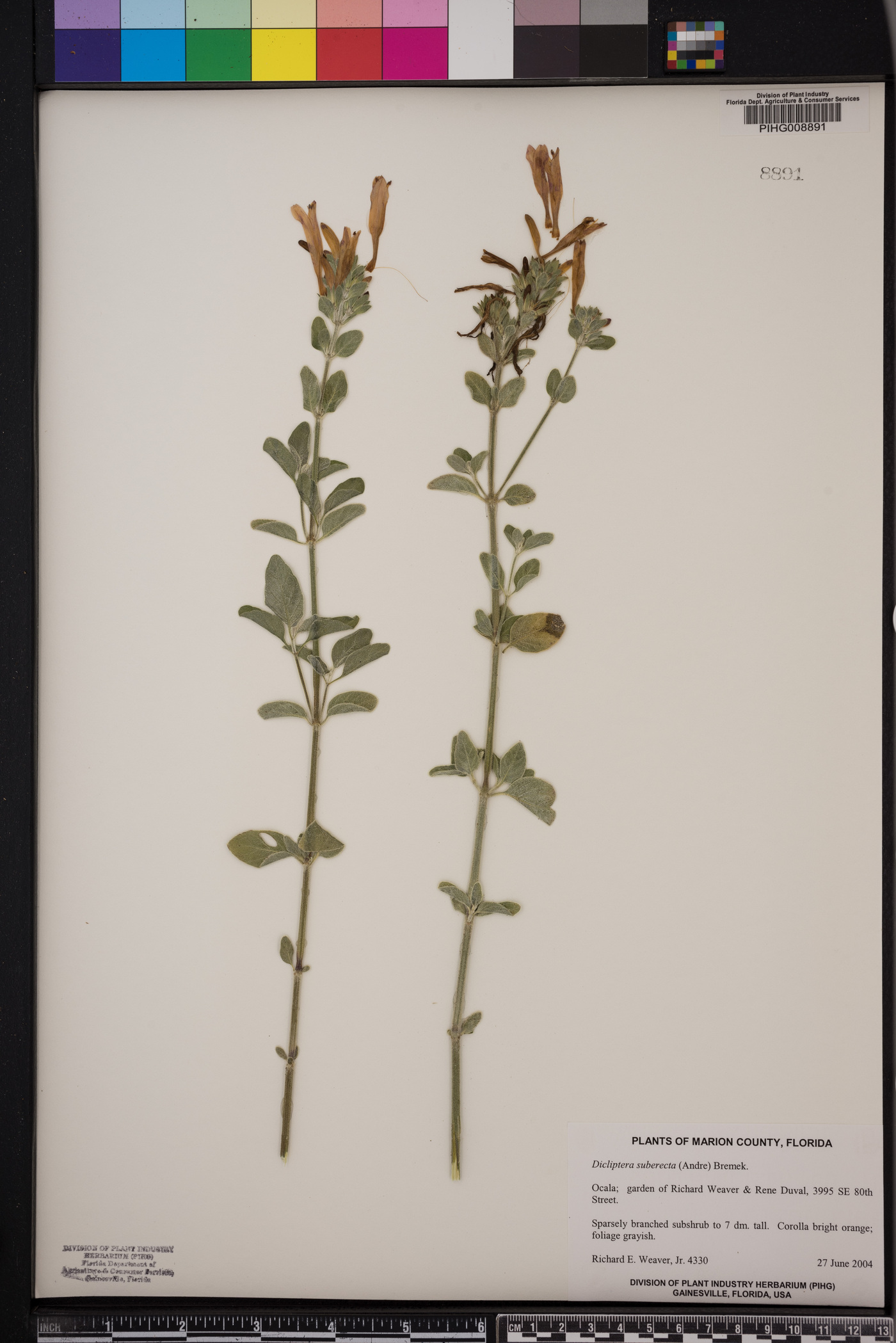 Dicliptera squarrosa image