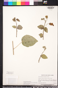 Pavonia bahamensis image