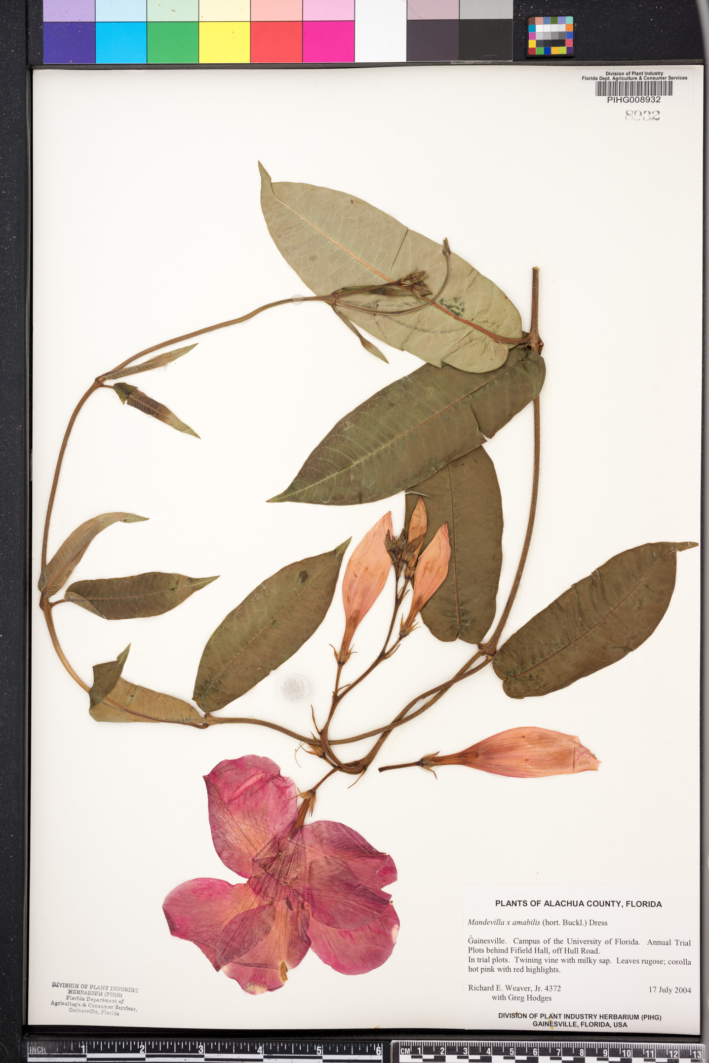 Dipladenia x amabilis image