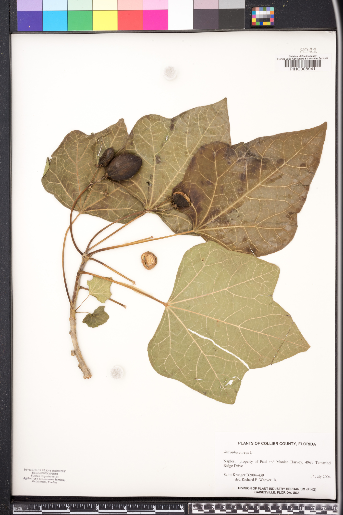 Jatropha curcas image