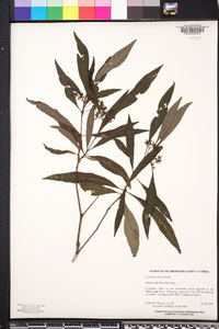 Psychotria sulzneri image