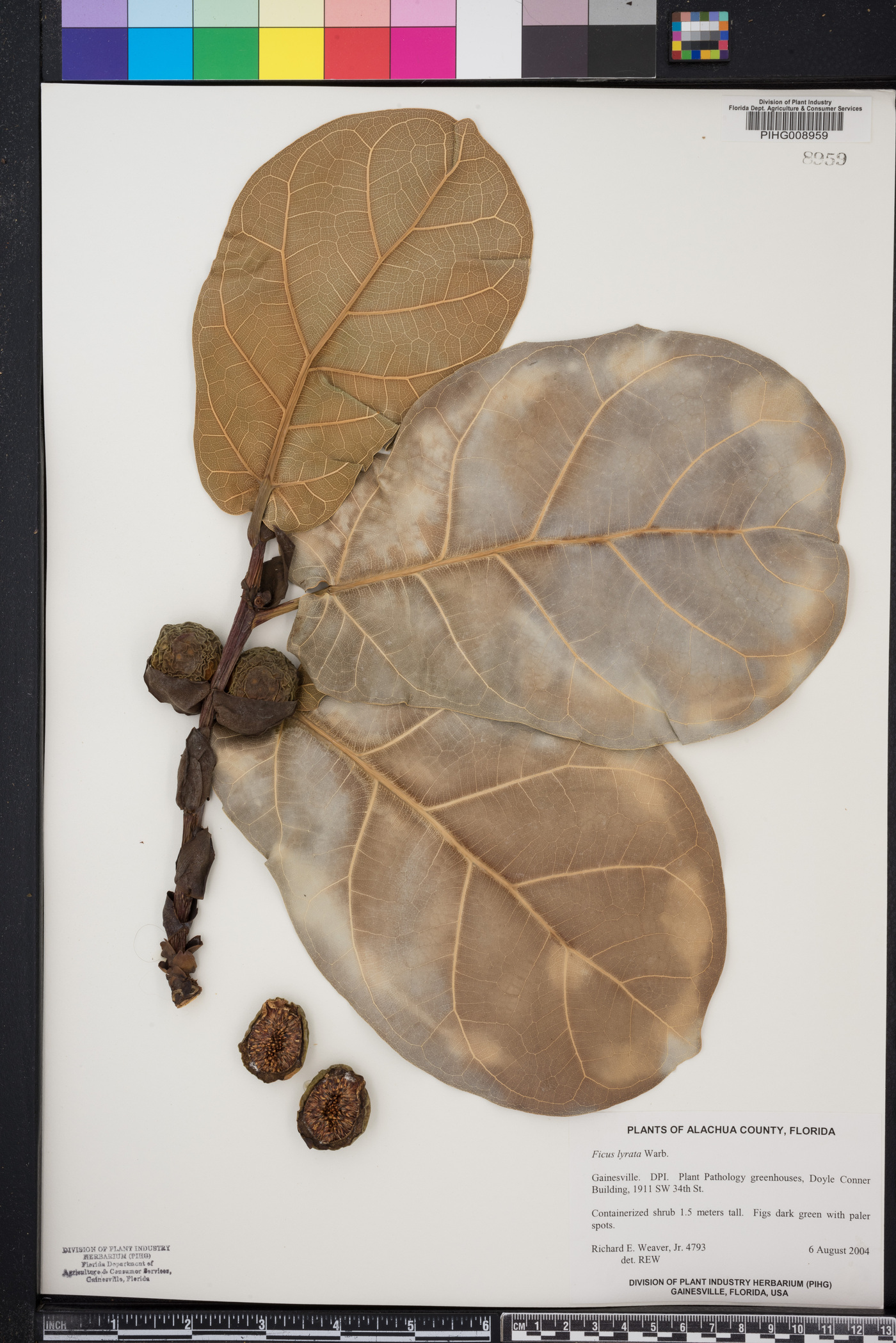 Ficus lyrata image