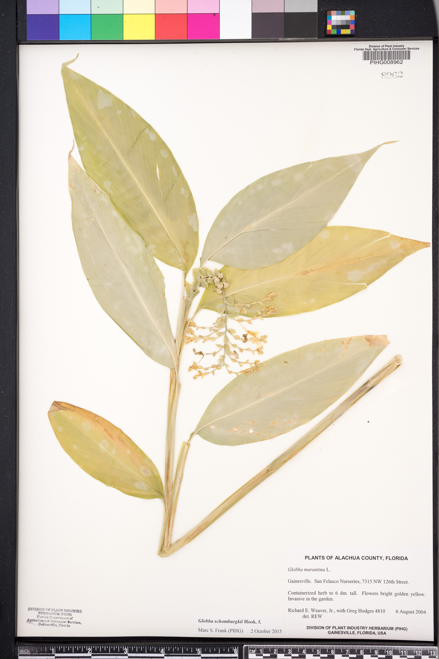 Globba schomburgkii image