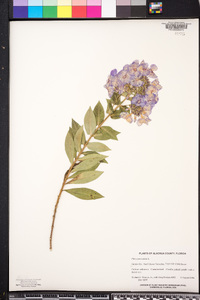 Phlox paniculata image