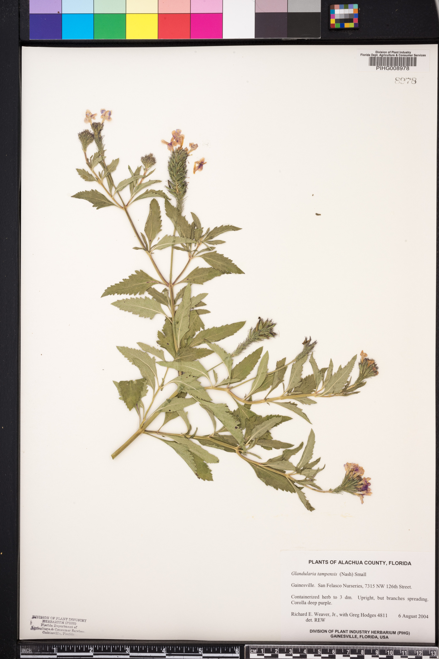 Glandularia tampensis image