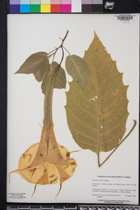 Brugmansia aurea image