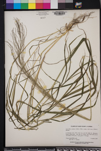 Leptochloa panicea image