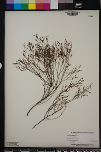 Lechea sessiliflora image