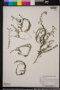 Jamesbrittenia microphylla image