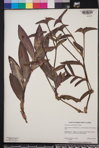 Tradescantia pallida image