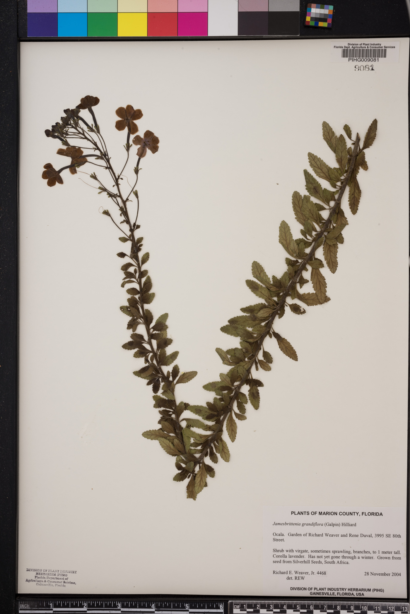 Jamesbrittenia grandiflora image