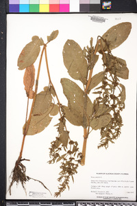 Rumex pulcher image