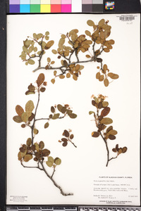 Malus angustifolia image