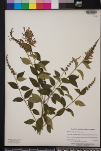 Buddleja lindleyana image