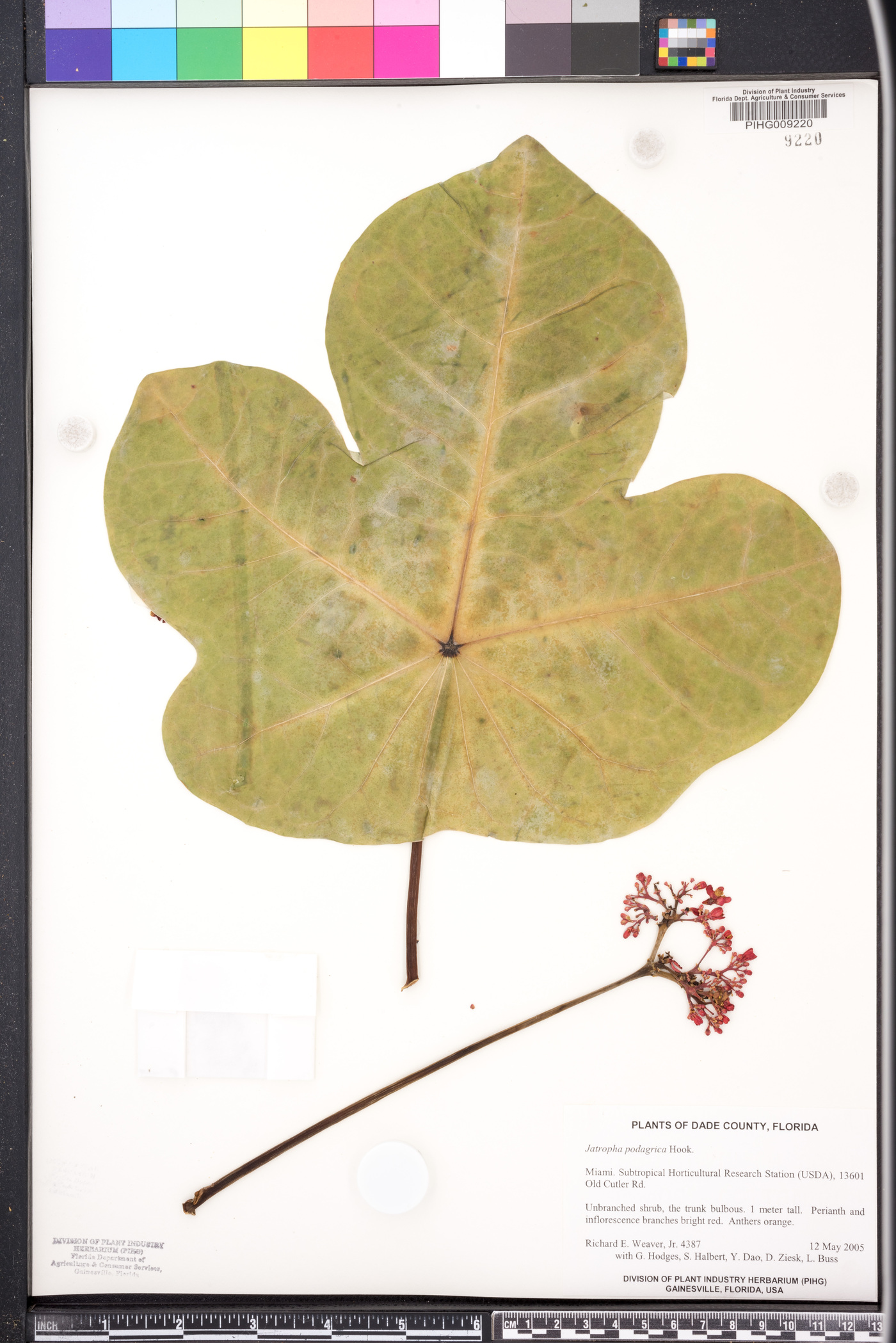 Jatropha podagrica image