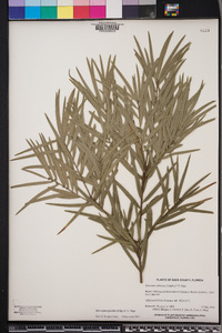 Afrocarpus gracilior image