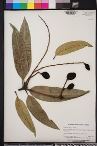 Mangifera indica image