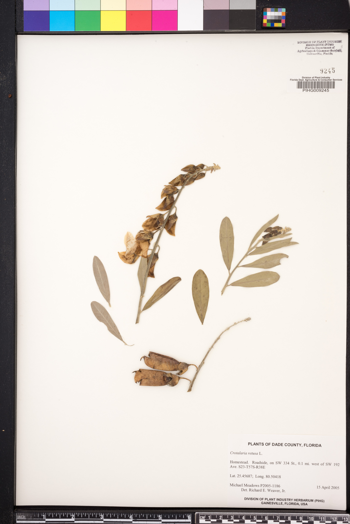 Crotalaria retusa image