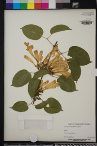 Pyrostegia venusta image