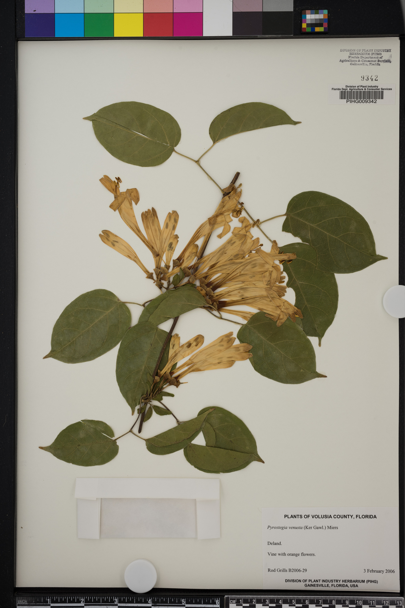 Pyrostegia venusta image