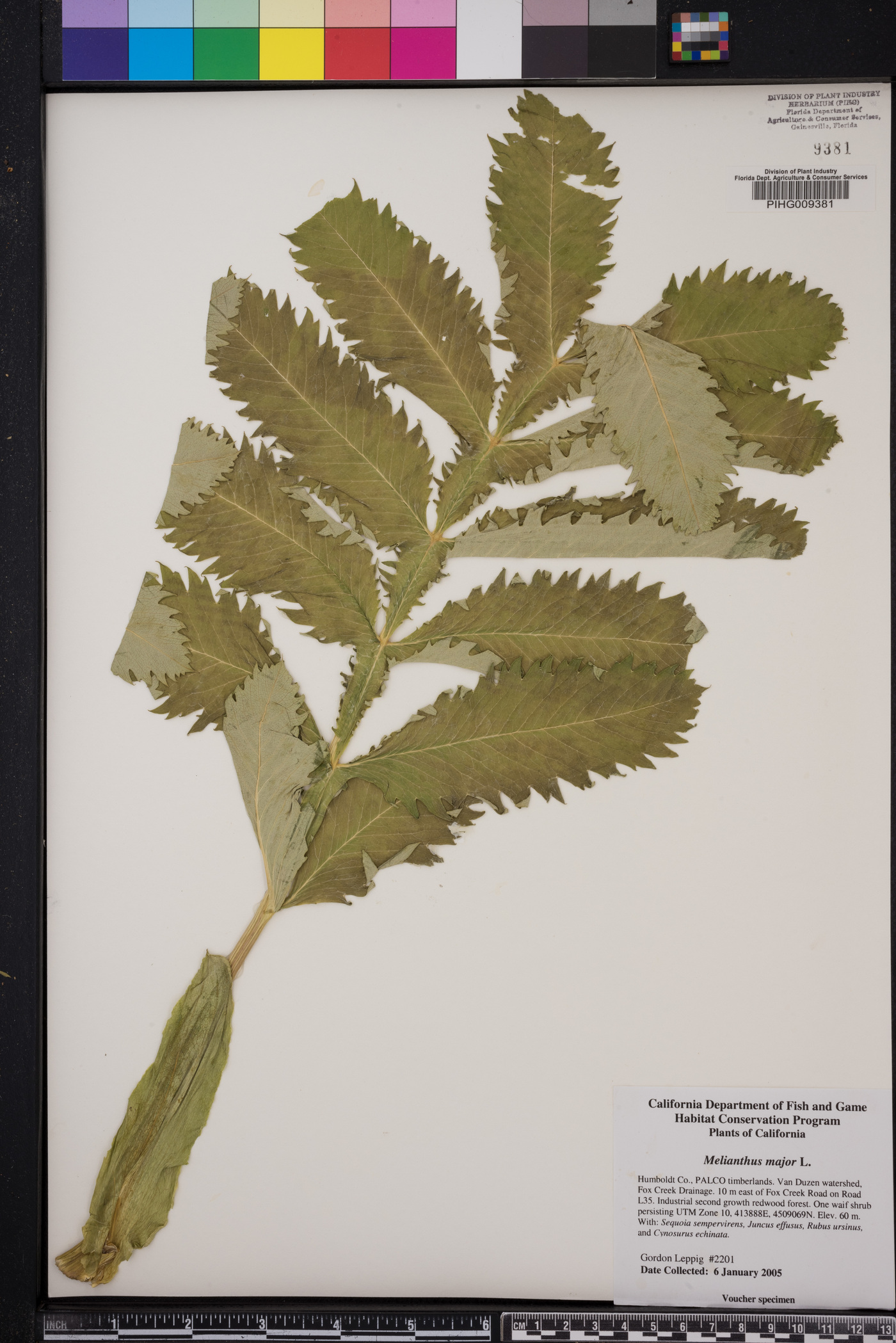 Melianthus image