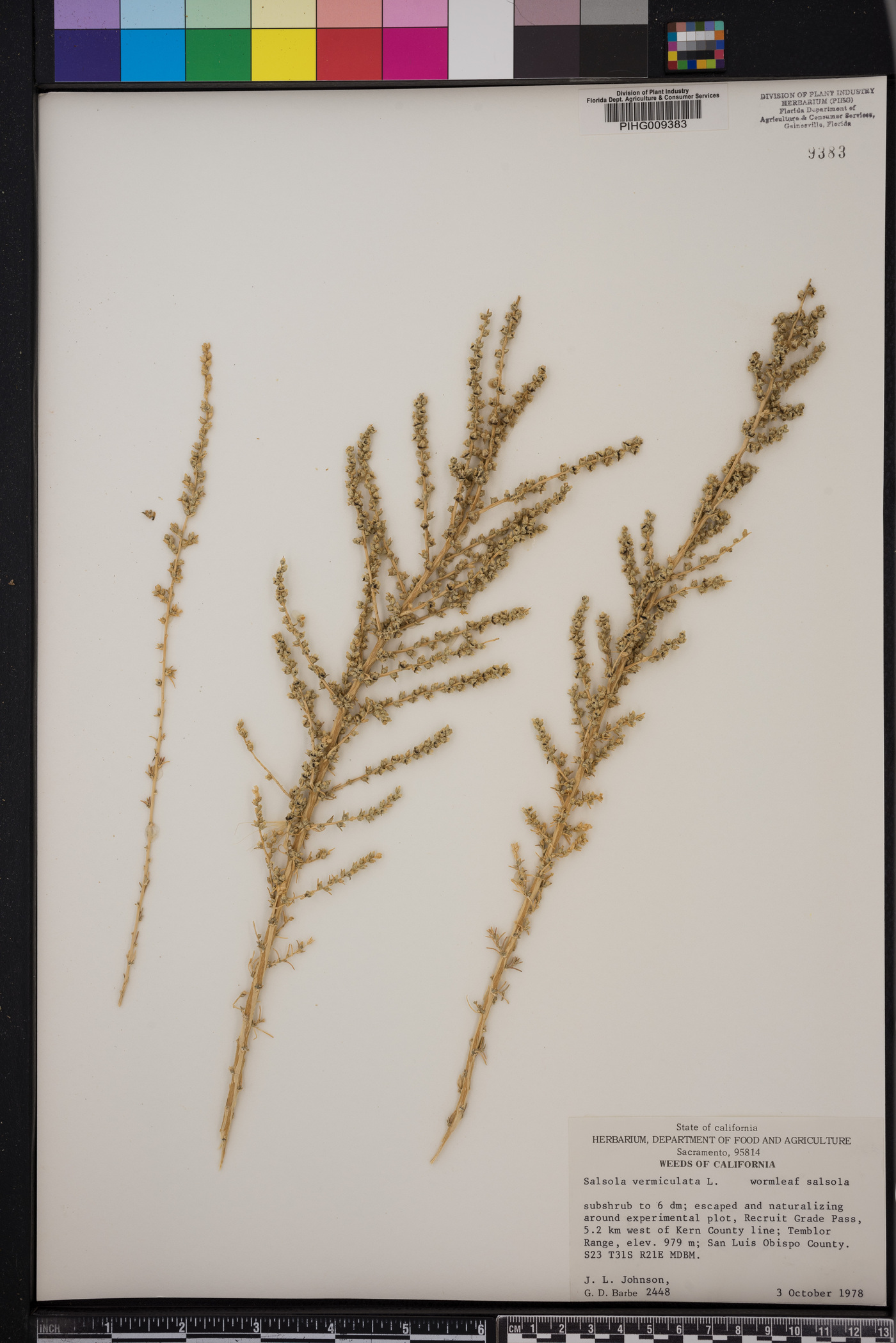 Salsola vermiculata image