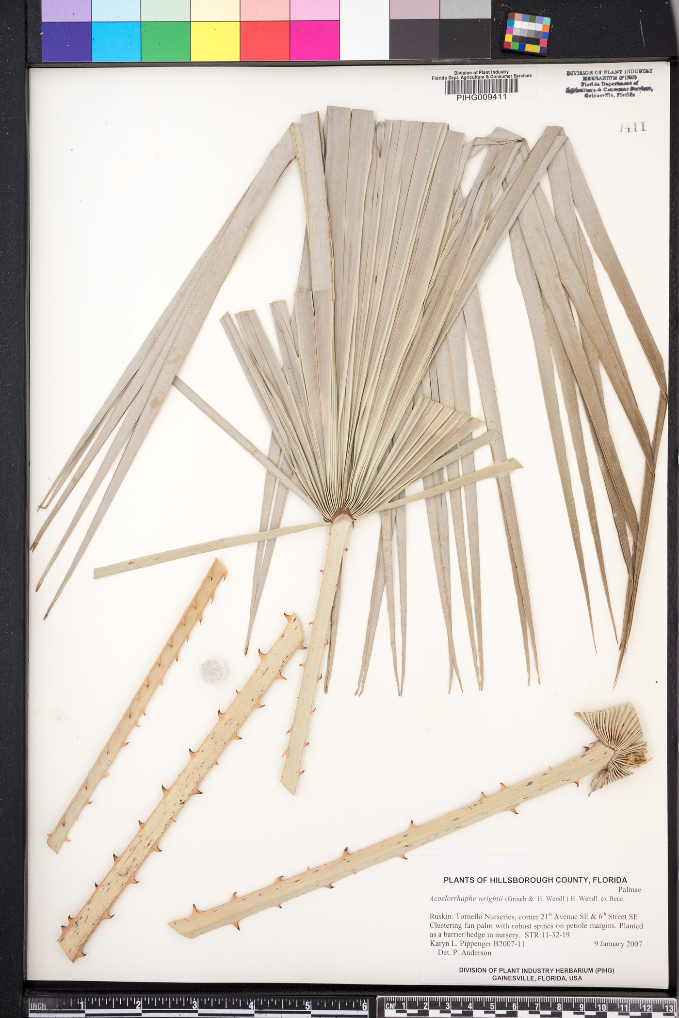 Acoelorrhaphe wrightii image
