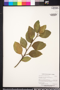 Citrus aurantifolia image