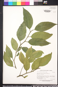 Citrus aurantifolia image