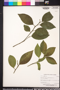 Citrus reticulata image