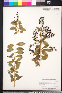 Duranta erecta image