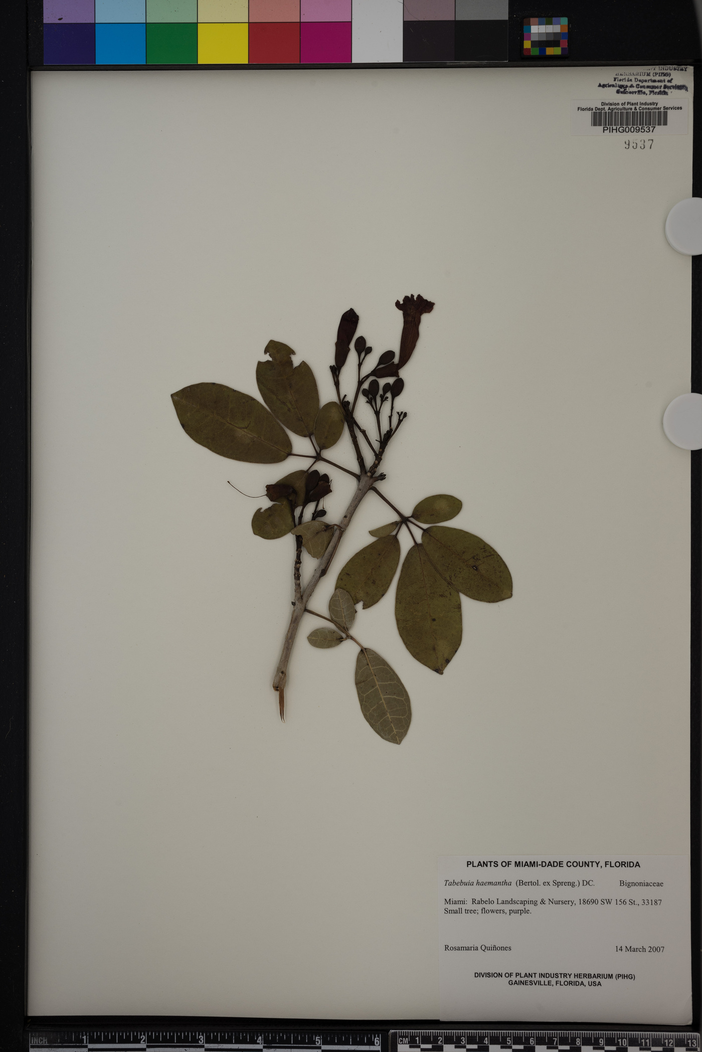 Tabebuia haemantha image