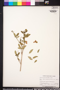 Ravenia spectabilis image
