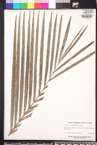 Dypsis lutescens image