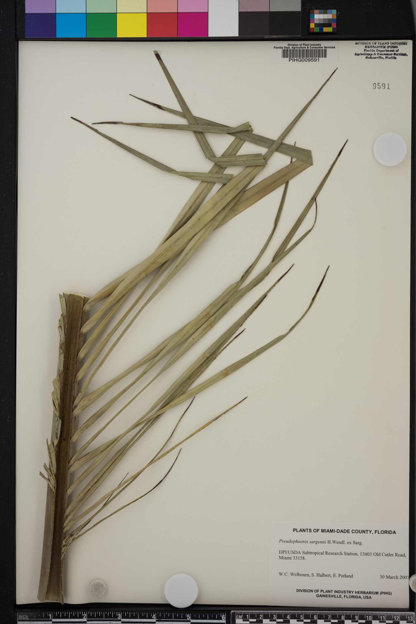 Pseudophoenix sargentii image