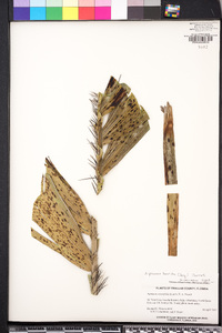 Image of Aiphanes caryotifolia