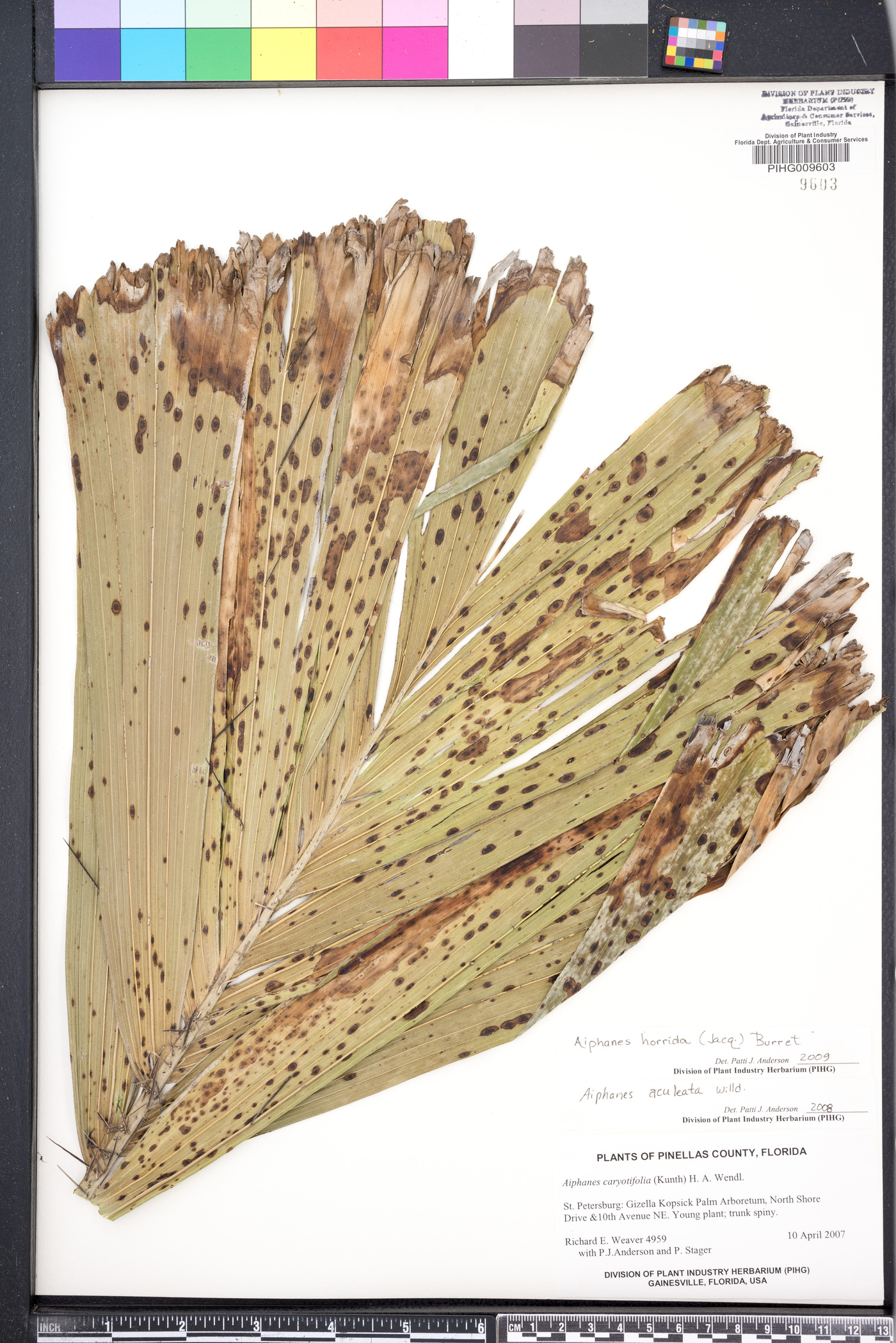 Aiphanes caryotifolia image