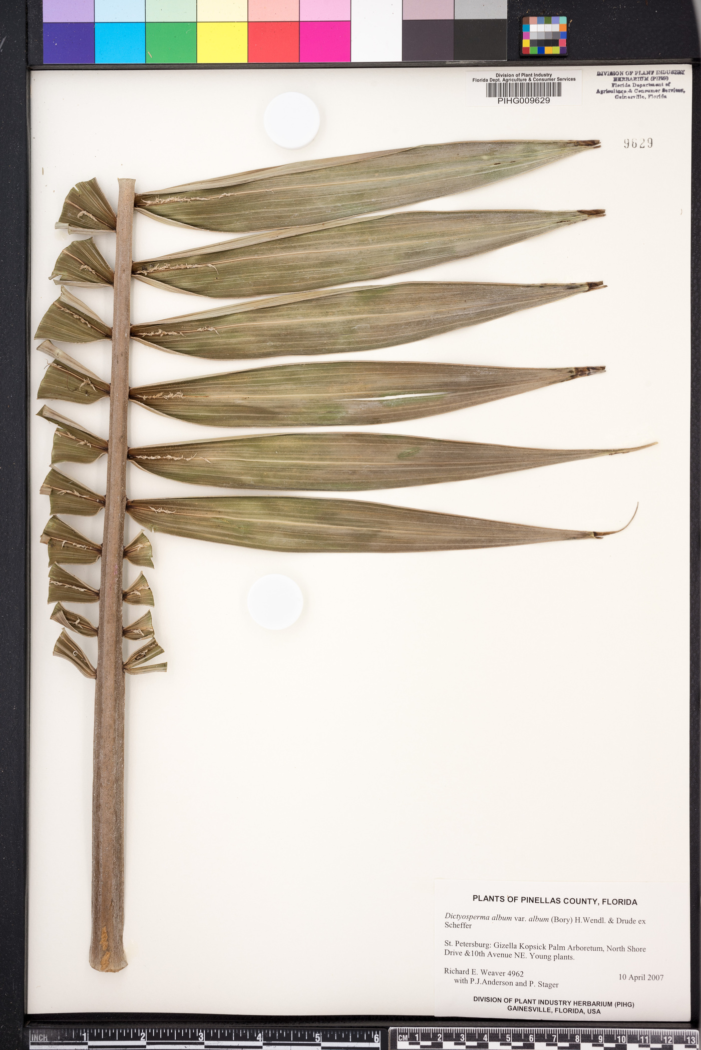 Dictyosperma album image