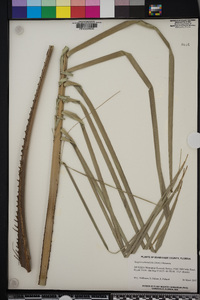 Syagrus schizophylla image