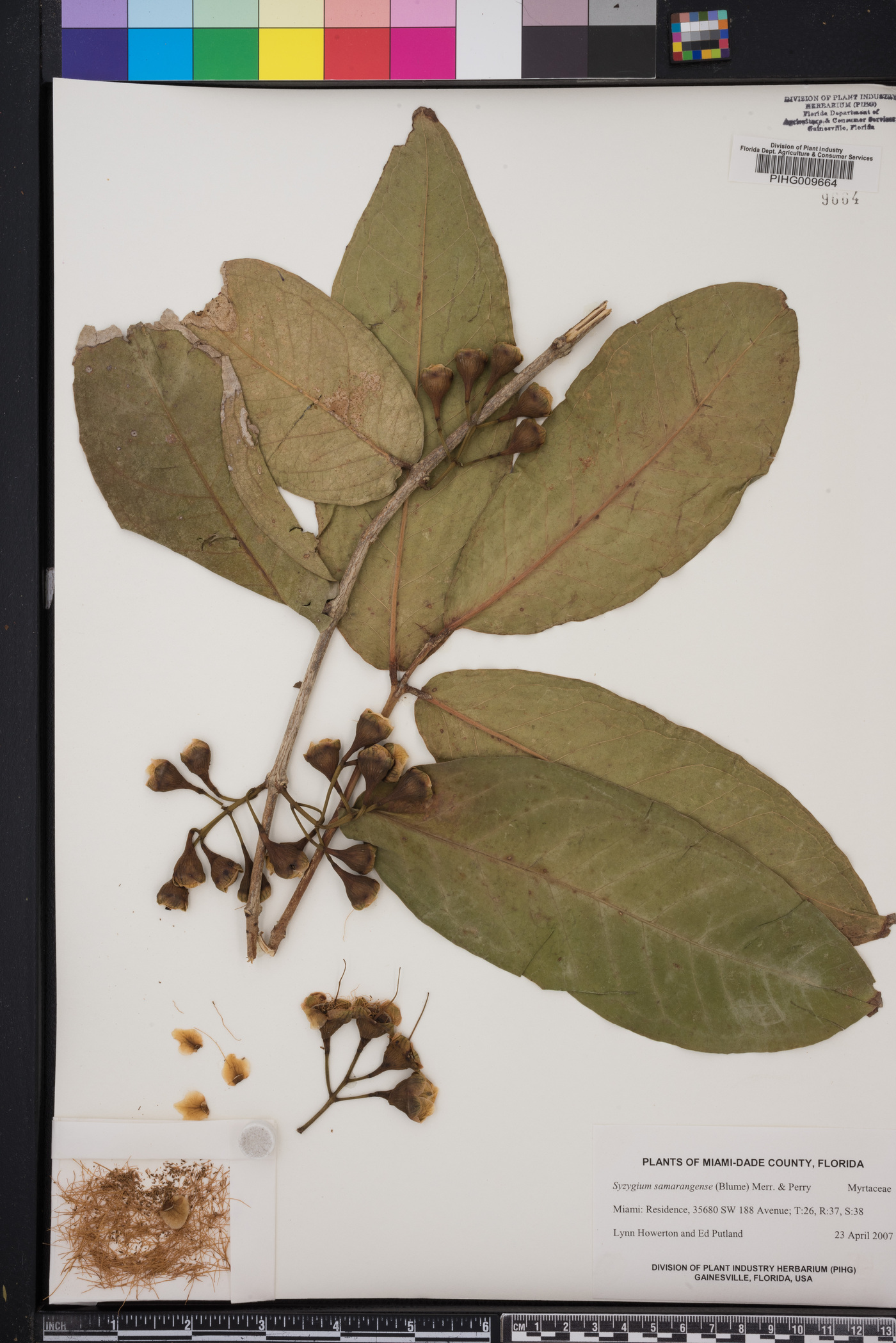 Syzygium samarangense image