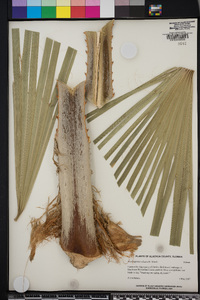 Washingtonia robusta image